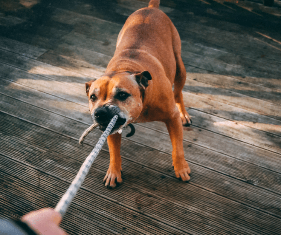Angry dog pulling a rope from someone's hand, representing cases of dog bites addressed by Semenza Law.